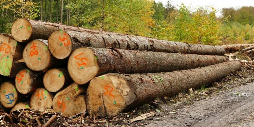 Käferholz am Wegesrand (Quelle: Wald und Holz NRW - Stefan Befeld)