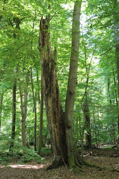 Leben und Vergehen liegen wie hier auch im Wald oft sehr nah beieinander. (Bild: Dr. Burkhard Herzig, Wald und Holz NRW)