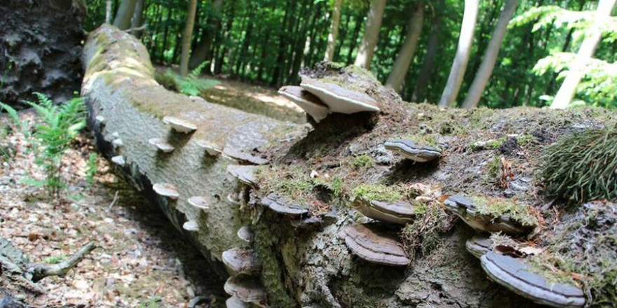 (Bild: Dr. Burkhard Herzig, Wald und Holz NRW)