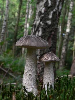 Der Birkenpilz ist Mykorrhizapartner von Birkenarten (Foto: Wald und Holz NRW, Jan Preller)