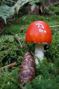 Der rote Schirm des giftigen Fliegenpilzes macht ihn leicht erkennbar (Foto: Wald und Holz NRW, Stefan Befeld)