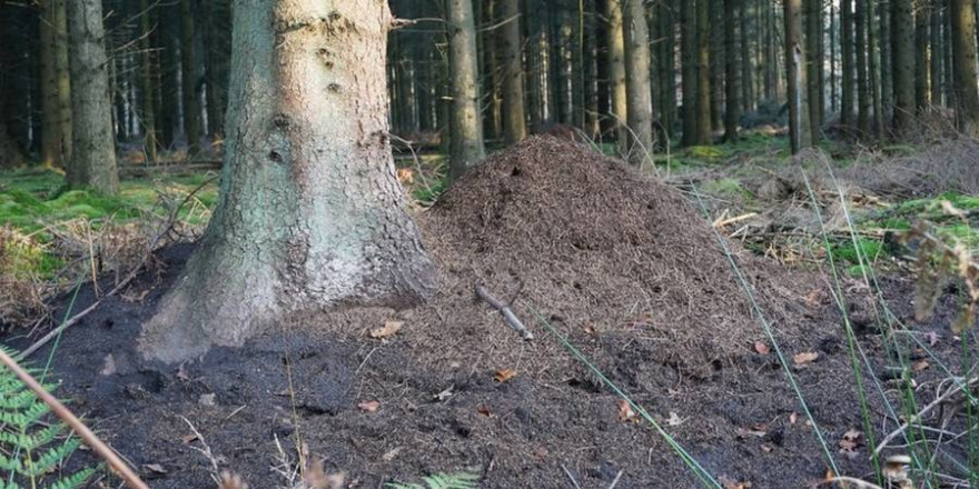 Die Nesthügel der Waldameise beherbergen mehr als eine Millionen Waldameisenarbeiterinnen (Foto: Wald und Holz NRW, Stefan Befeld)