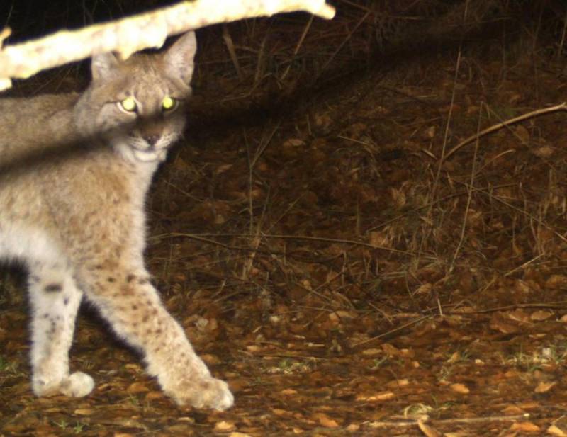 Ein Jungtier, das in die Kamera blickt (Foto: BUND Thüringen)