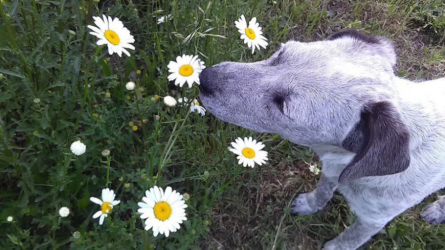 Hund schnuppert an Blüte