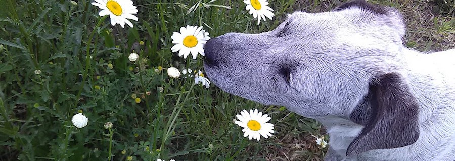 Jahresrückblick für Jagd und Natur: August 2017