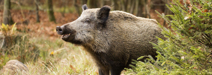 Fleischkonzerne wollen bis zu 10.000 Wildschweine vermarkten