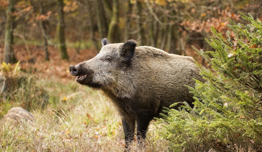 Wildschwein