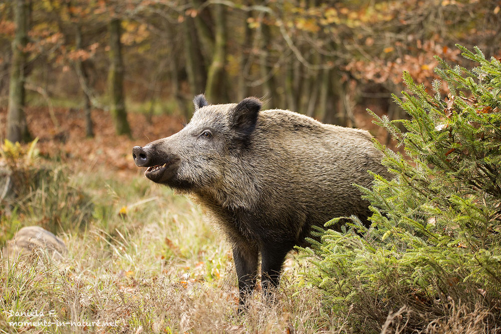 Ein Wildschwein im Wald