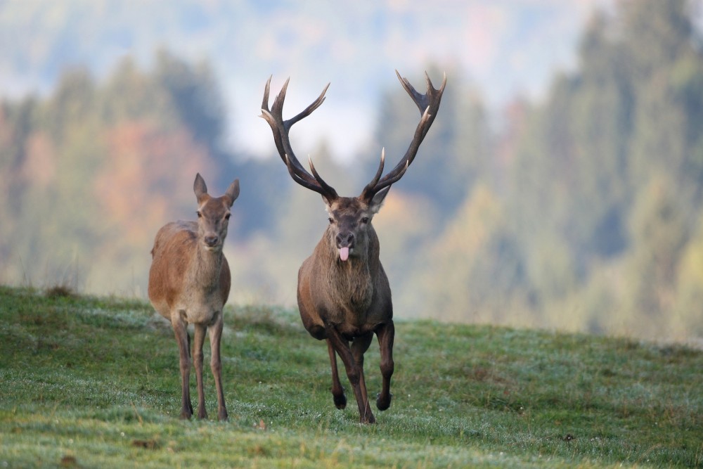 Rotwild in der Brunft