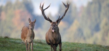 Wie die Schweiz um Jäger-Hilfe wirbt