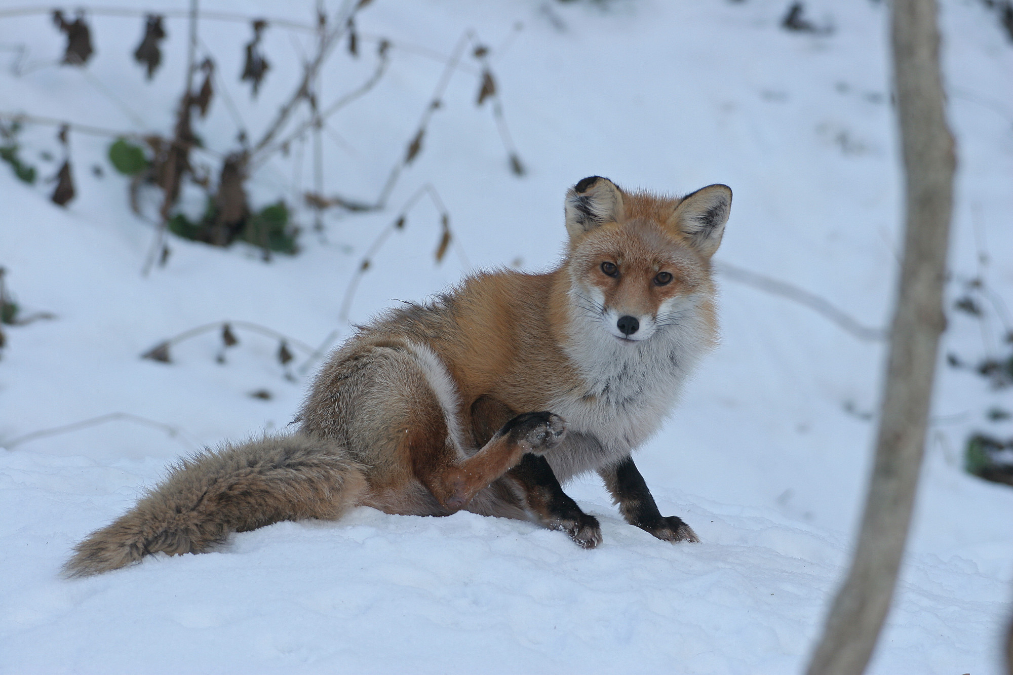 Fuchs im Schnee