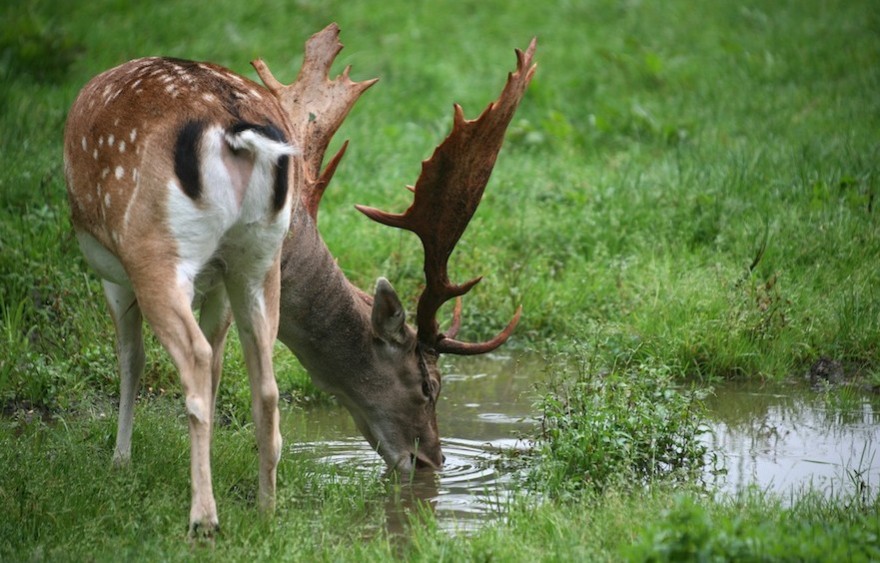 Damhirsch trinkt Wasser