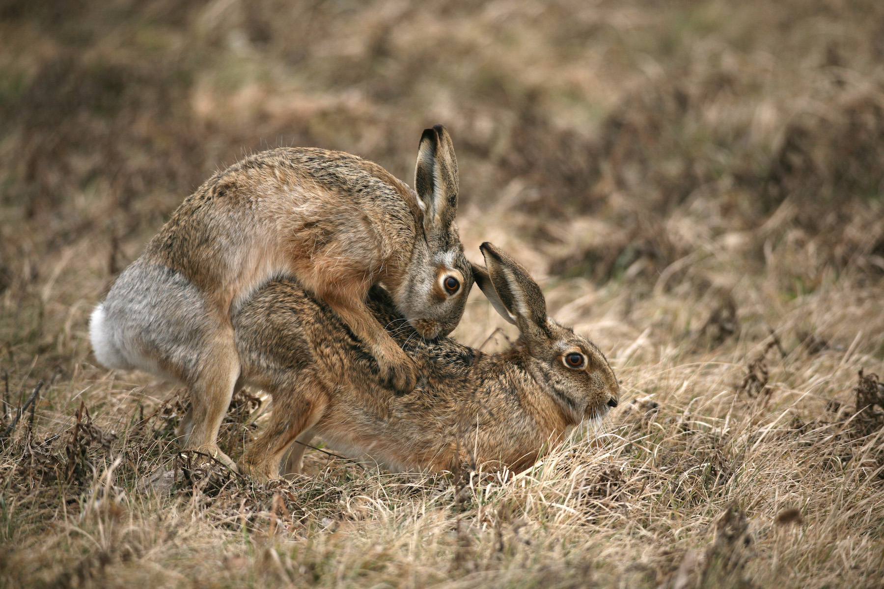 Rammelnde Hasen