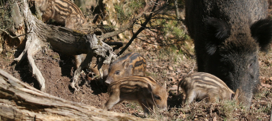 Wenn Wildschweine den Garten umgestalten