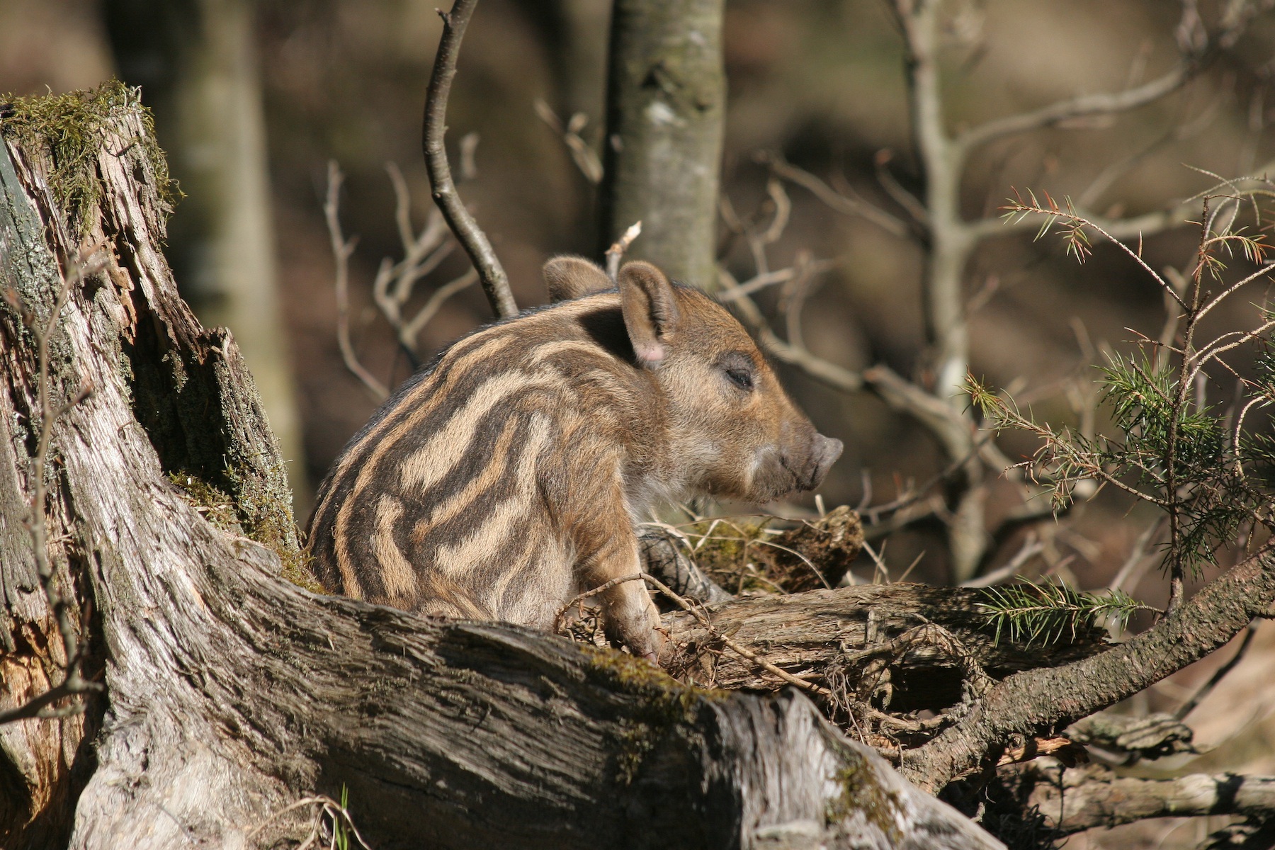 Foto: Dieter Hopf