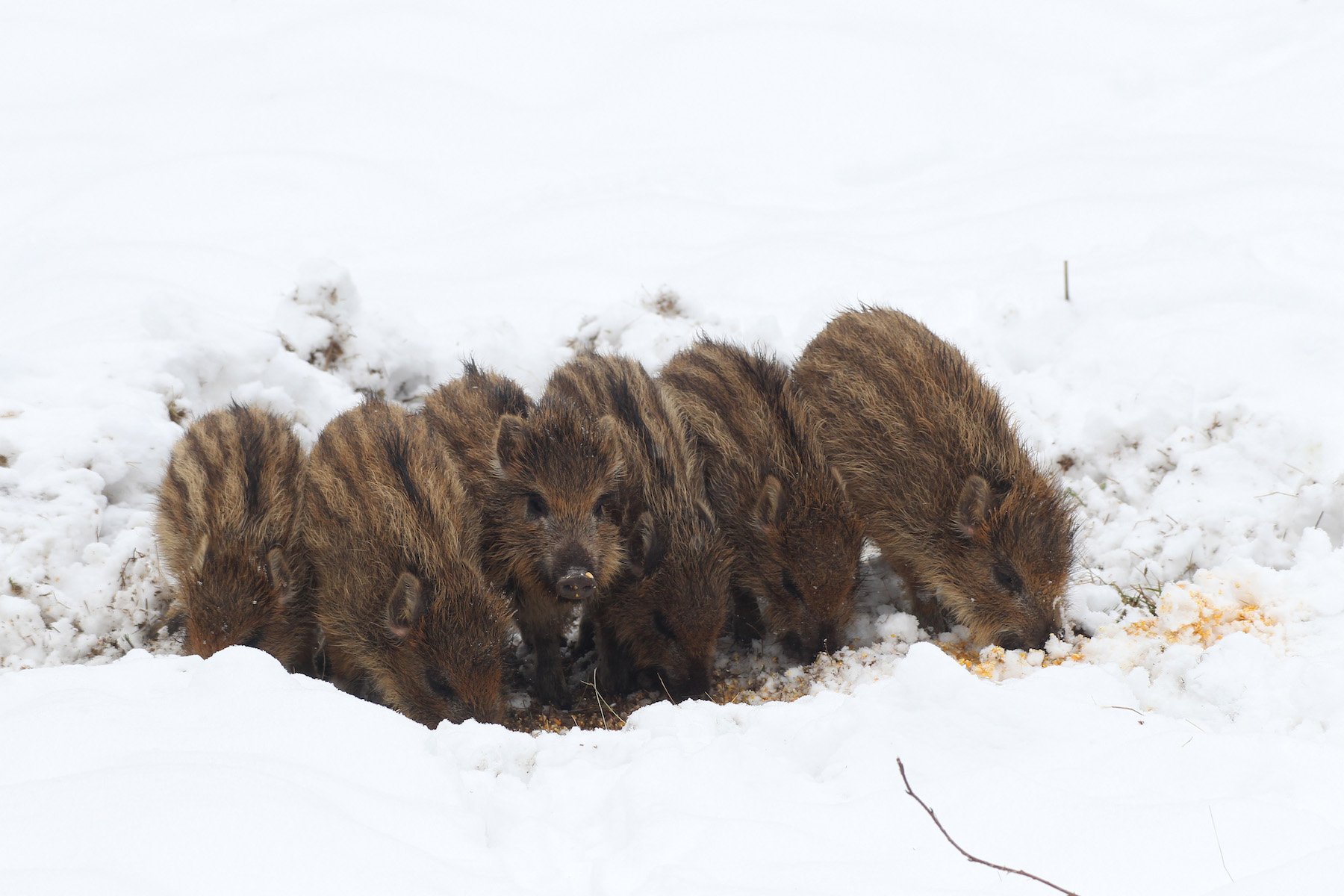 Frischlinge brechen im Schnee