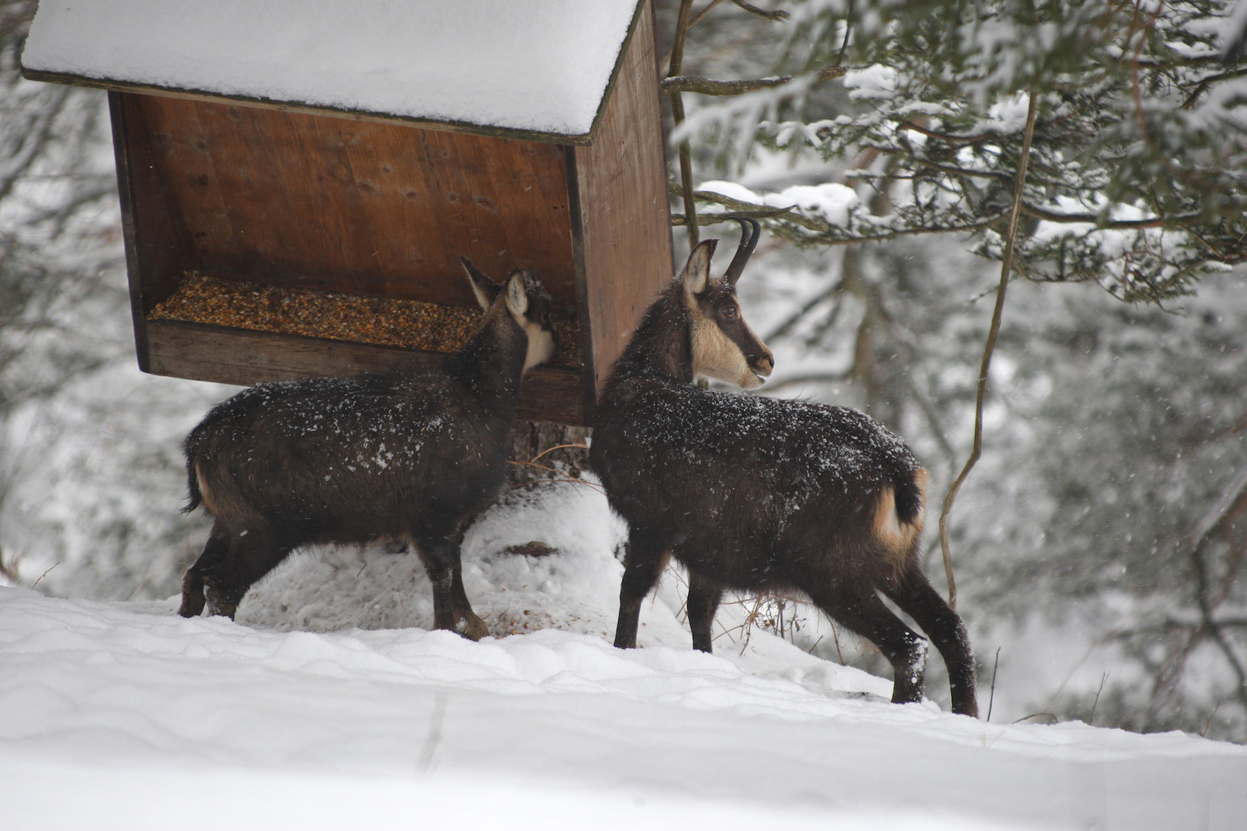 Gämsen im Schnee