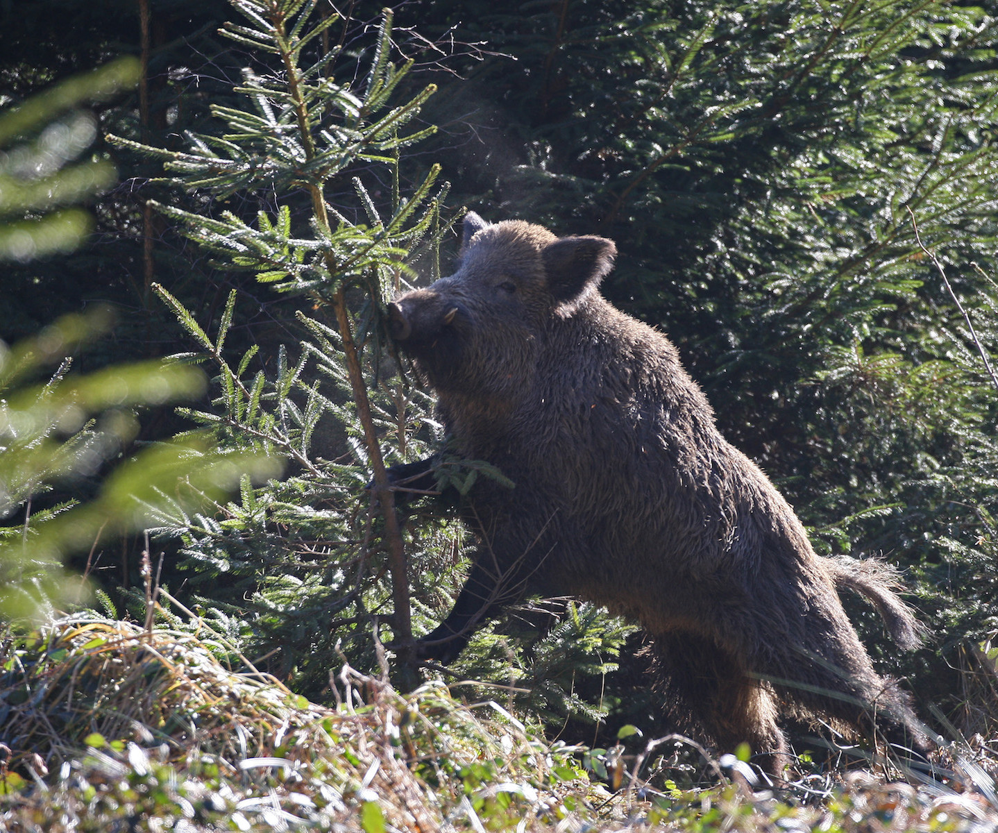 Foto: Dieter Hopf