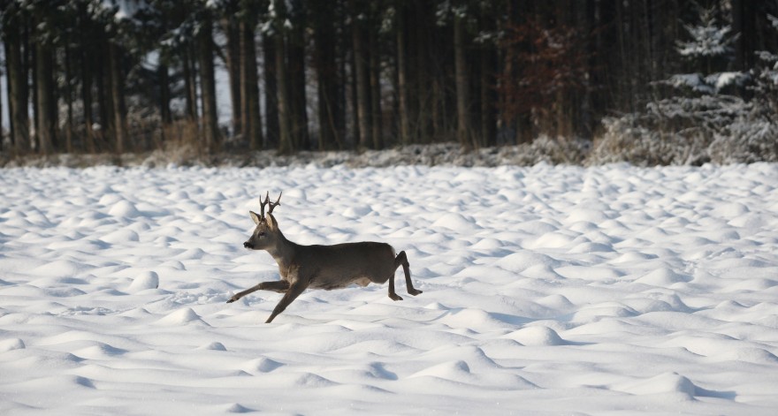 Rehbock im Schnee