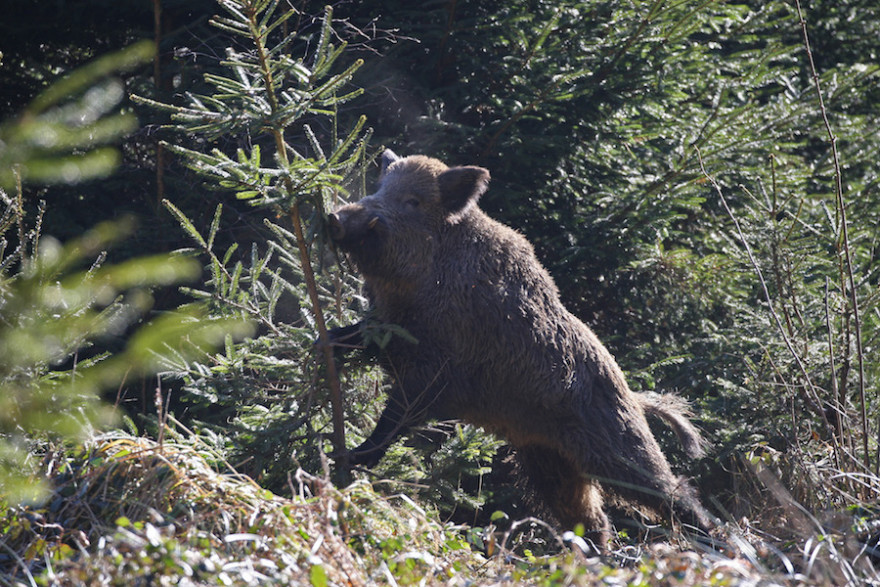 Keiler im Wald