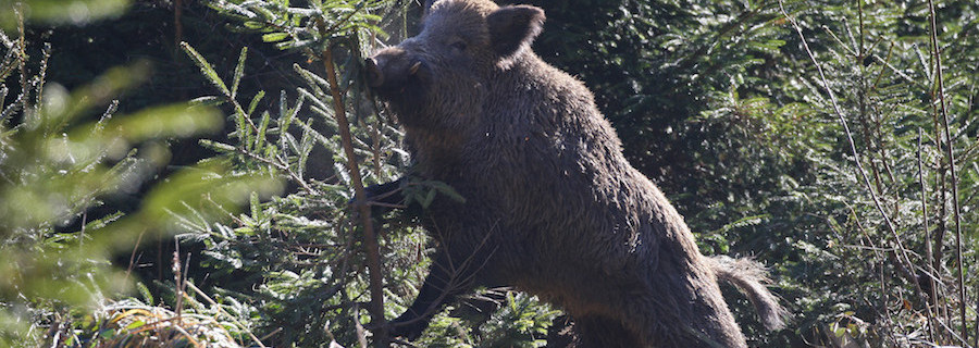 Wildschwein attackiert Rentner und verletzt Kleinkind