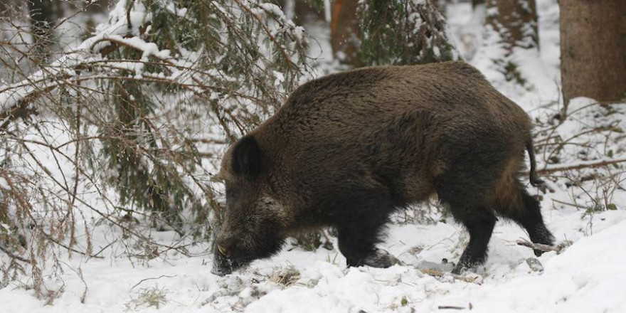 Ein Keiler im Schnee (Foto: Dieter Hopf)