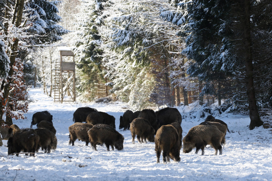 Wildchweinrotte brechend im winterlichen Wald