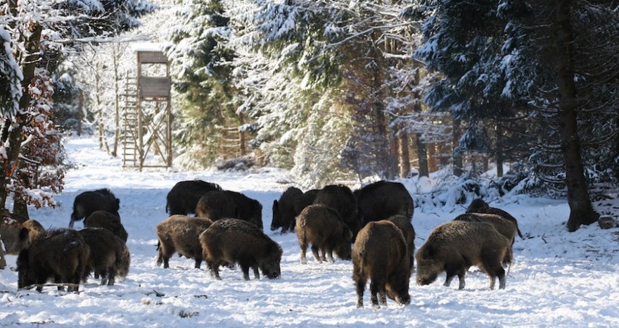 Schwarzwild im Schnee