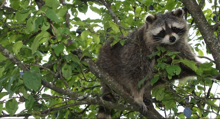 Ein Waschbär sitzt in einem Pflaumenbaum.