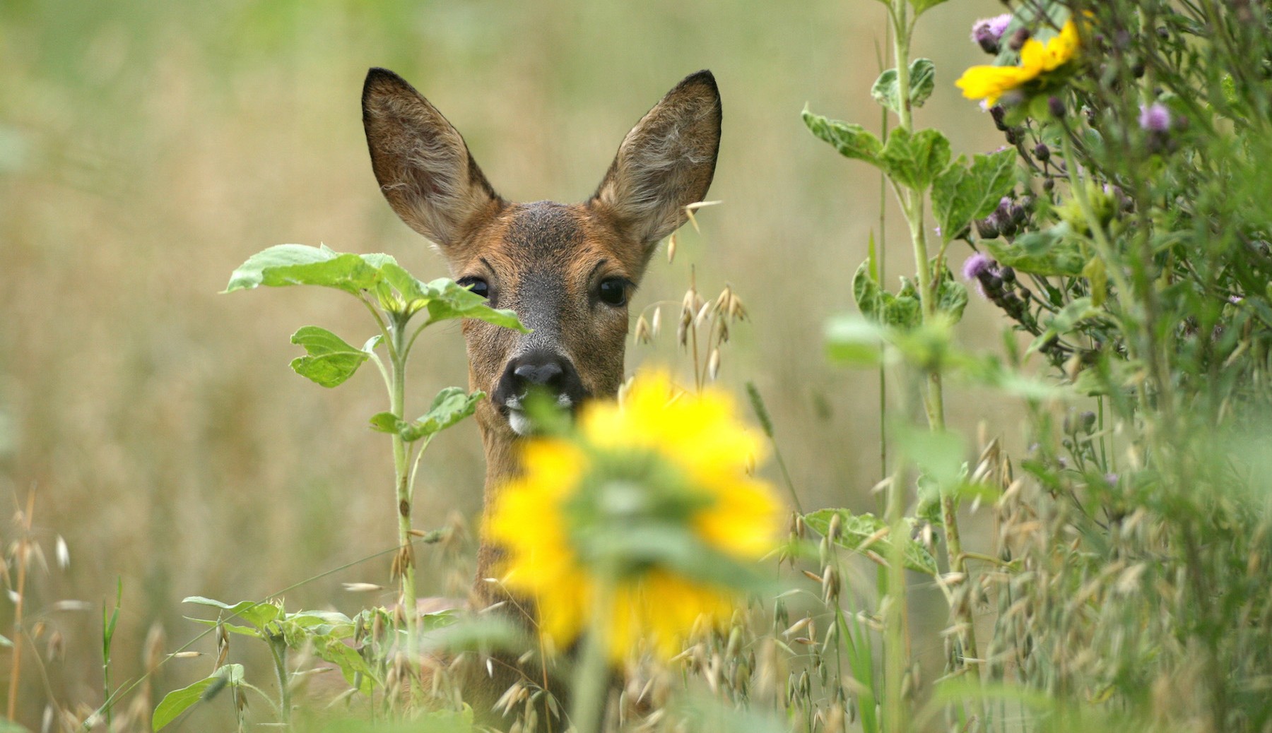Foto: Dieter Hopf