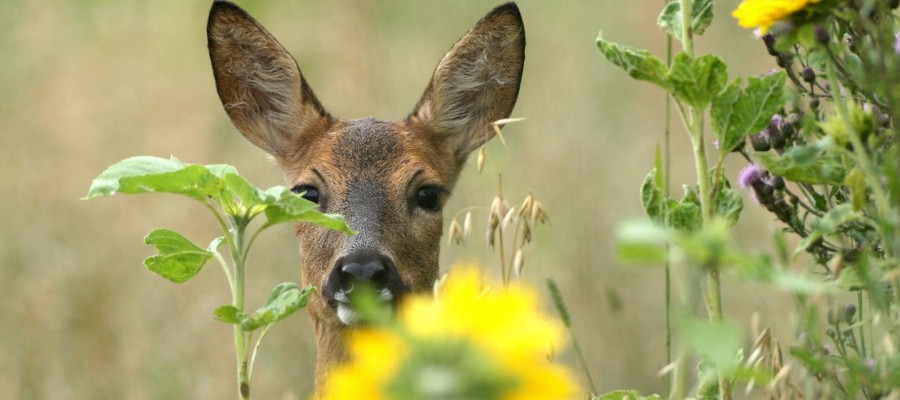Wildwiesen: Reichhalte Refugien der Ruhe