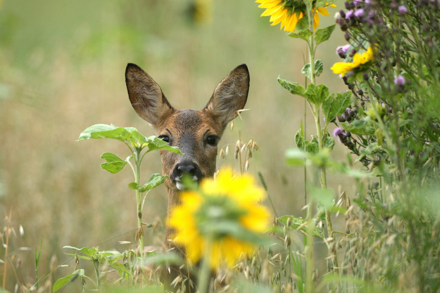 Rehwild vor Sonnenblume