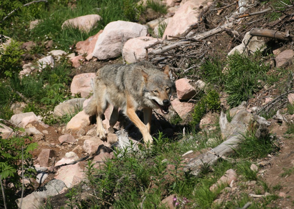 Wolf im Gebirge