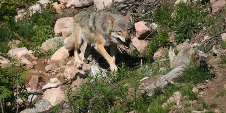 Wolf im Gebirge (Foto: Dieter Hopf)