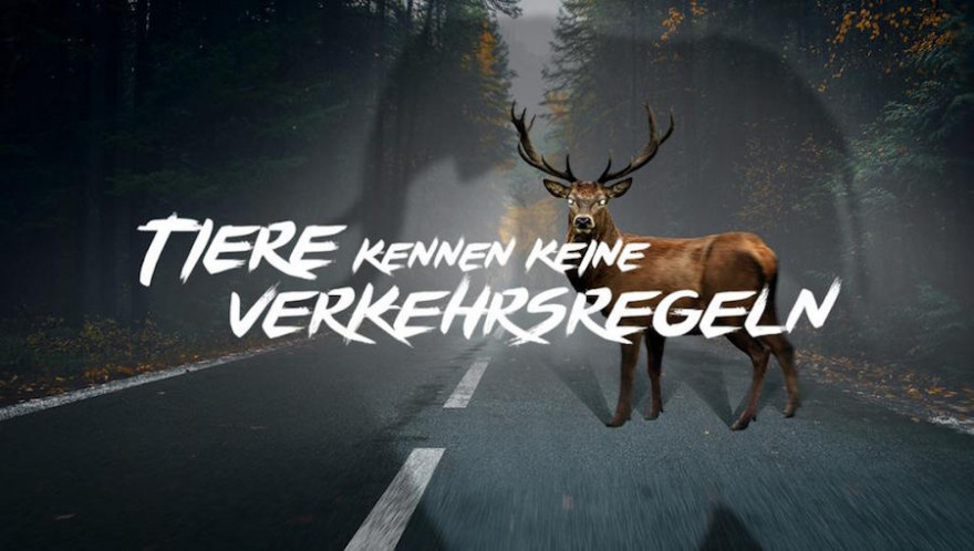 Der DJV startet gemeinsam mit dem ACV die Kampagne „Tiere kennen keine Verkehrsregeln“ (Quelle: tanguilan/stock.adobe.com und veneratio/stock.adobe.com)