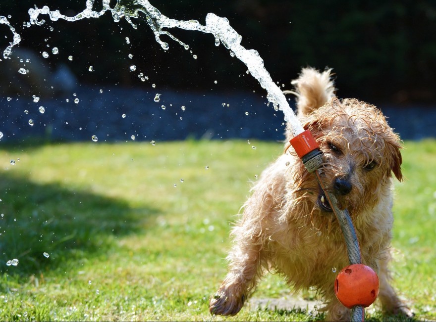 Hund mit Gartenschlauch