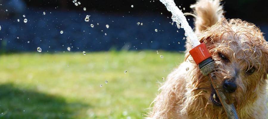 Sieben Hunde-Tipps bei Sommerhitze