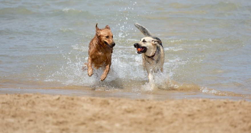 Strandurlaub mit den Vierbeinern