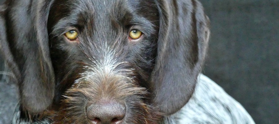 Unsere Jagdhunde (XXIII): Der Deutsch – Drahthaar