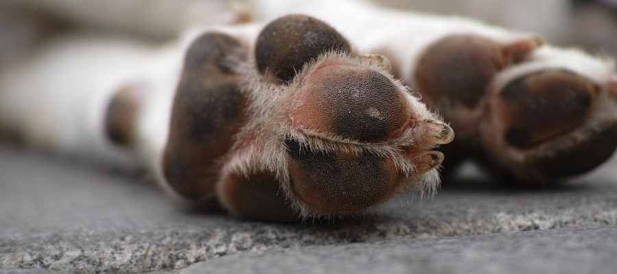 Hund absichtlich auf Zebrastreifen überfahren