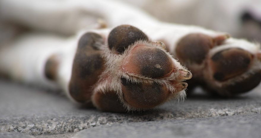 Hund liegt auf Straße