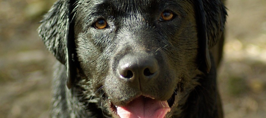 Vermisste Jagdhunde: Facebook-Seite soll helfen