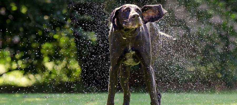 Unsere Jagdhunde (XII): Der Deutsch Kurzhaar – Jagdliches Multitalent