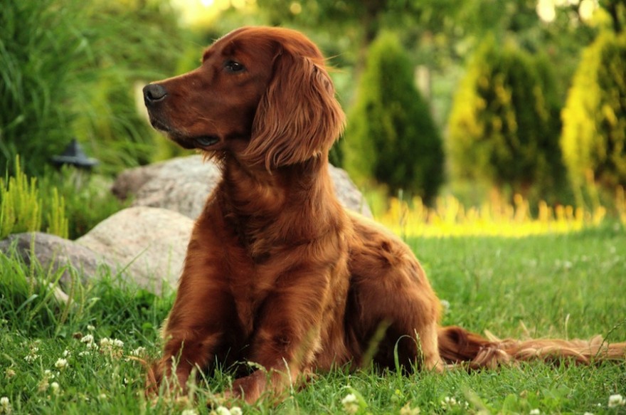 Irish Setter