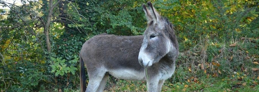 Vier Trekking-Esel getötet: Jäger verurteilt