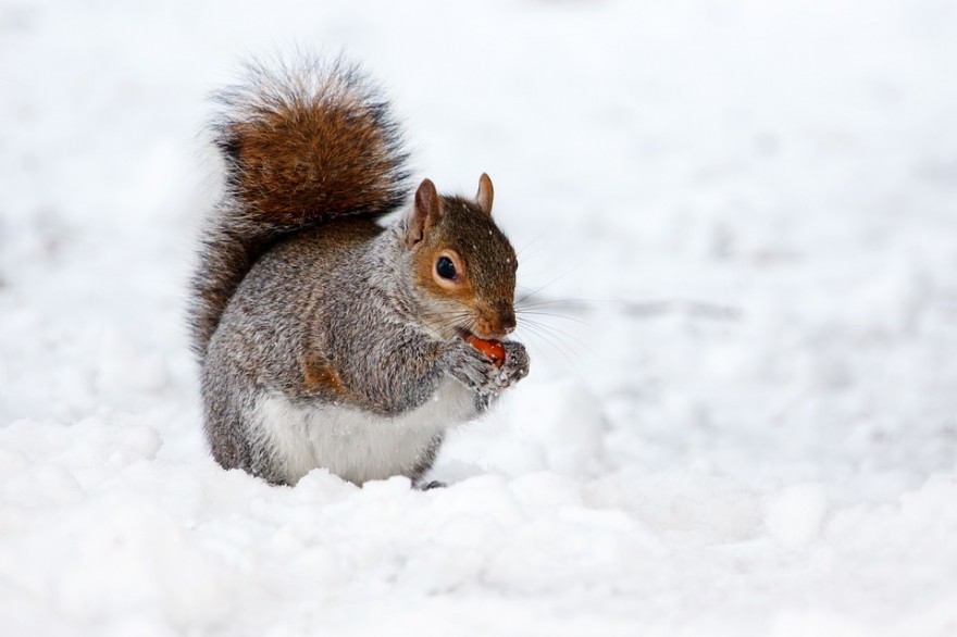 Eichhörnchen im Schnee