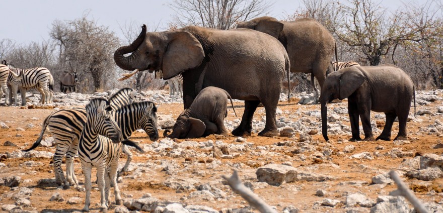 Elefanten und Zebras in Afrika