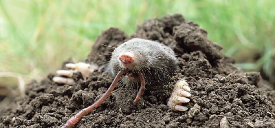 Maulwürfe fressen Regenwürmer, Insekten, Larven und Schnecken.