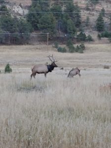 Der Wapiti-Hirsch mit dem Reifen um seinen Träger (Foto: Colorado Parks and Wildlife)