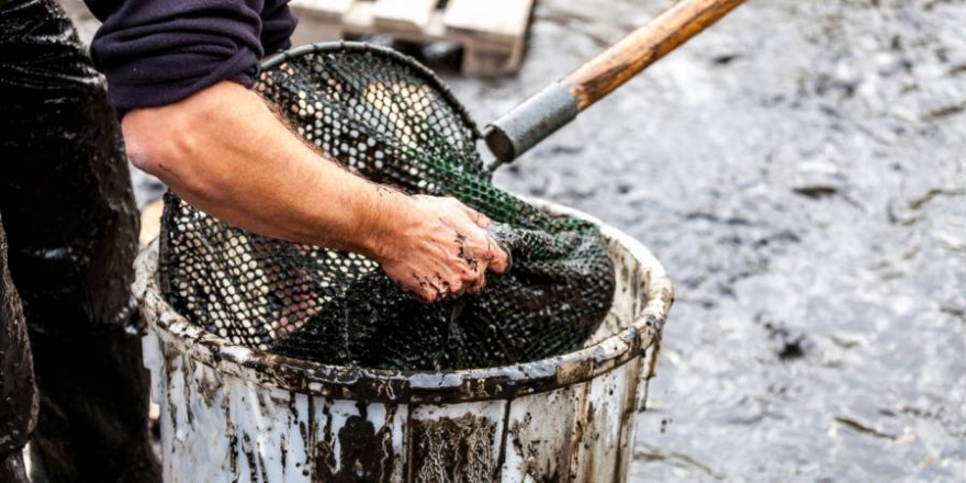 Angler bergen Fische aus dem Schlamm eines abgelassenen Gewässers. (Foto: DAFV, Olaf Lindner)